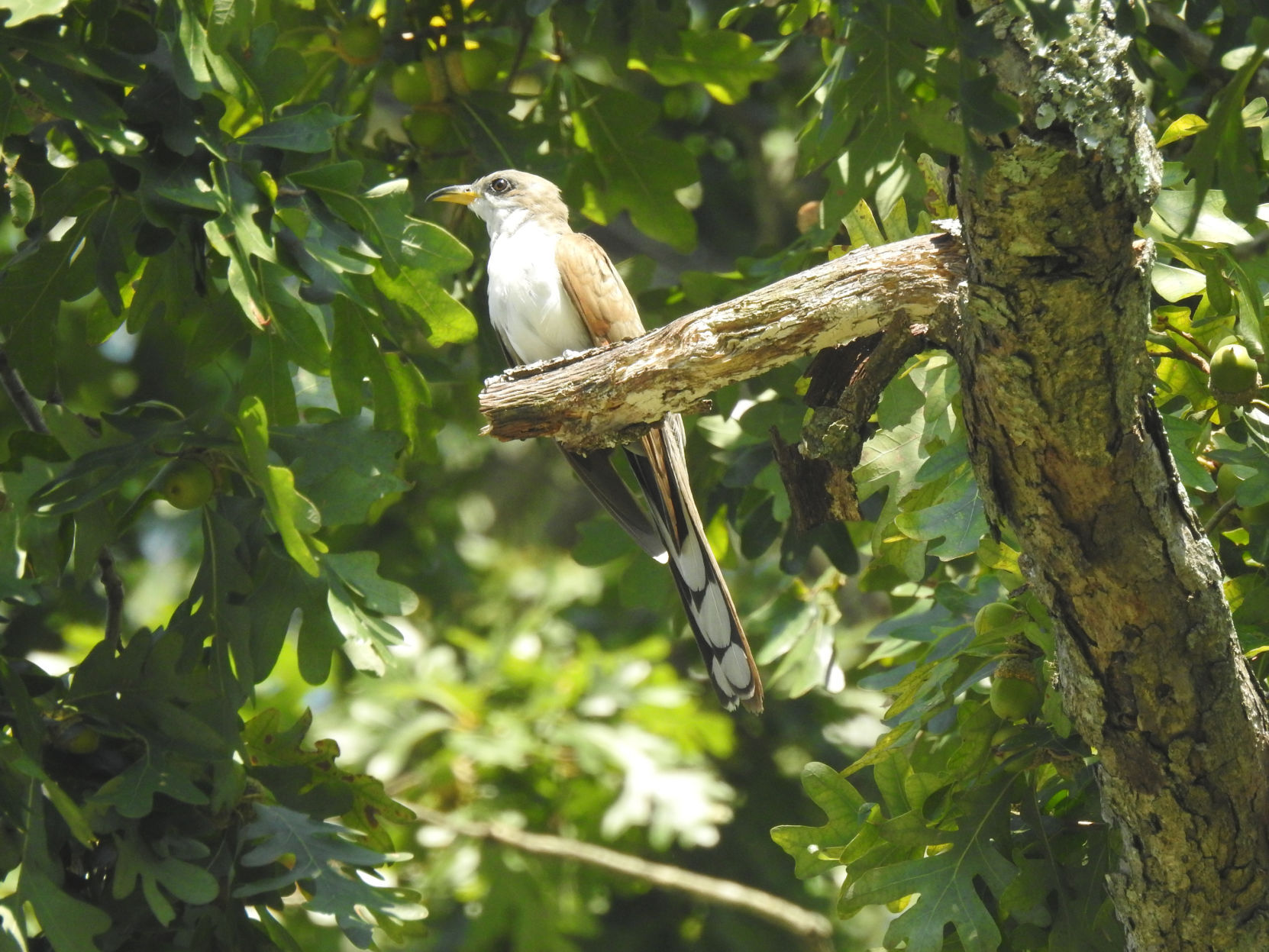 Cuckoo